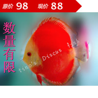 观赏鱼神仙-石雪域盖子豹点红鸽鱼特价进口热