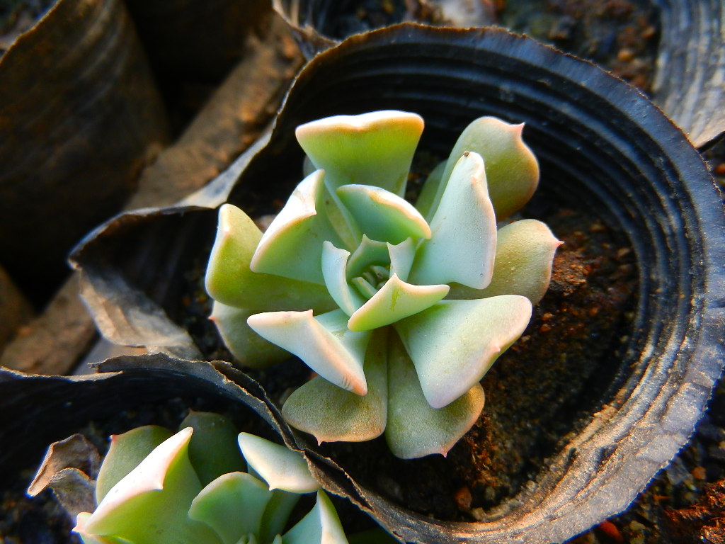 利比里亚中苗 不是特玉莲 景天科 多肉植物|一淘