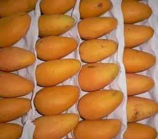  新鲜水果  热带芒果 台湾小台农  3斤起卖装