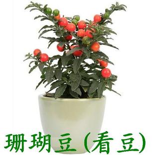 看豆种子 珊瑚豆种子 毛叶冬珊瑚 珊瑚樱吉庆果玉红珊瑚野辣茄
