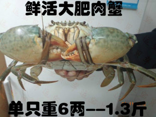  阳江尖山青蟹鲜活海鲜螃蟹大肥蟹肉蟹 净重6两-1.3斤包活 特价