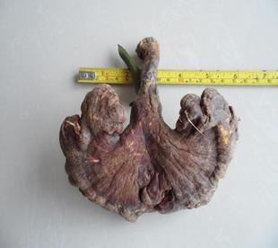 云南特产原始林芝野生灵芝特大赤灵芝益肾保肝抗癌降压安神正品