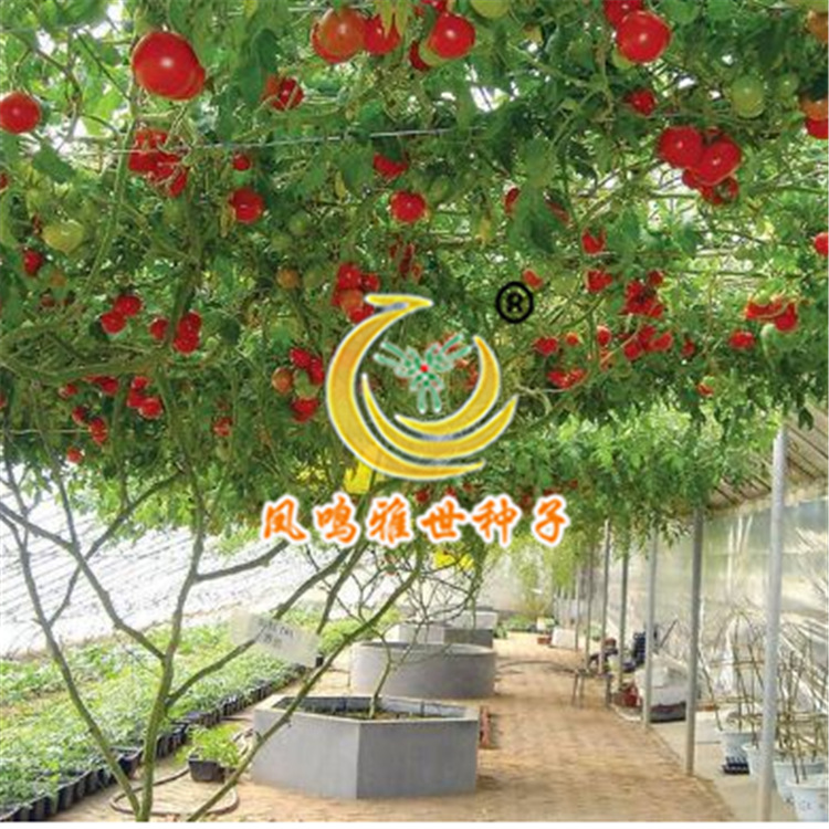 凤鸣雅世 京丹6号番茄树种子热卖 基地用种 有机蔬菜种子公司在类目 鲜花速递/花卉仿真/绿植园艺, 花卉/蔬果/草坪种子(新), 家庭园艺种子中 - 来自Buy2taobao.com提供专业的淘宝代购服务