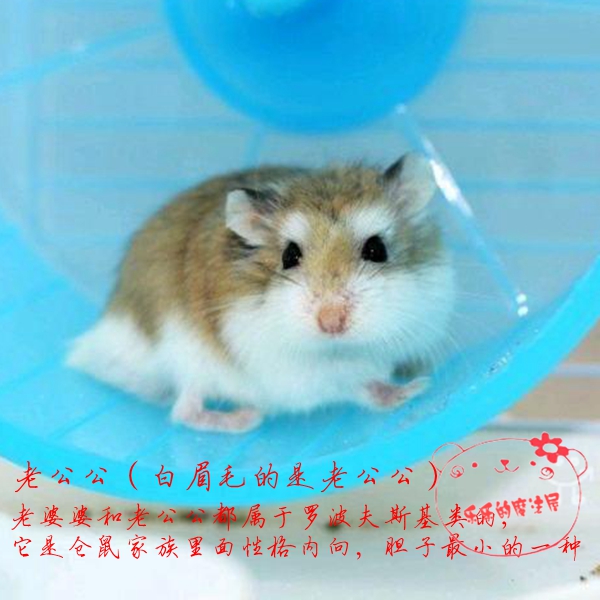 《特价》 老公公自家繁殖仓鼠宝宝 公母可选 包活两只包邮在类目 宠物/宠物食品及用品, 仓鼠类及其它小宠, 仓鼠中 - 来自Buy2taobao.com提供专业的淘宝代购服务