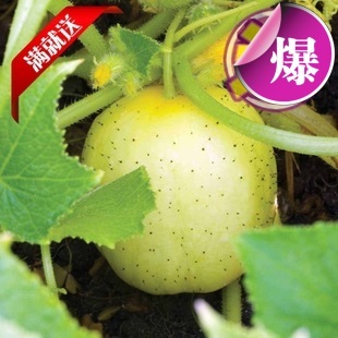 【【苹果黄瓜】苹果黄瓜种子 水果种子 水果黄