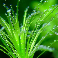 新手中后景鱼缸造景-鱼鱼万江草场 虎耳 绿虎耳