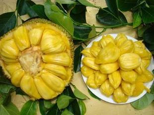  特级木菠萝 菠萝蜜 新鲜水果 特价大促销 一个（25斤) 包邮 干苞