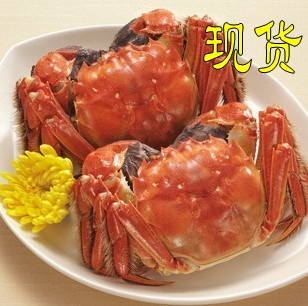  【满10送1】阳澄湖大闸蟹直销特价5折母螃蟹团购2.4-2.6两