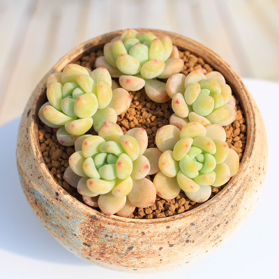 乌木OB1劳尔多肉植物组合新手套装超值二木的花园阳台绿植盆栽