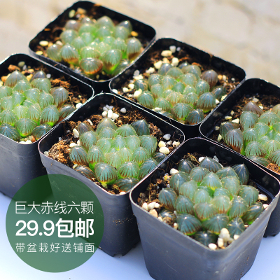 巨大赤线玉露十二卷多肉植物组合套餐新手含盆二木的花园包邮