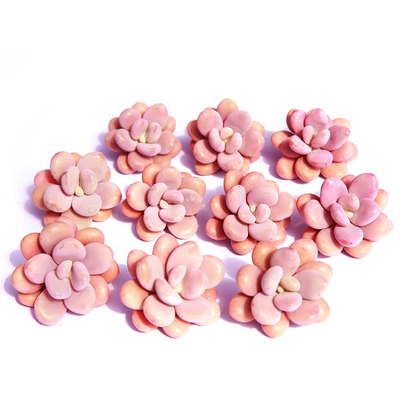 桃之卵桃蛋双多头15棵多肉植物组合包邮套餐新手肉肉超萌二木多肉