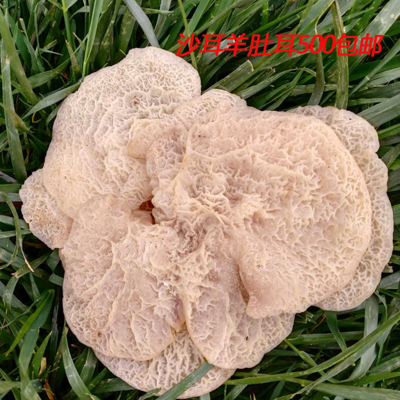 羊肚耳羊肚菌珍珠菌沙耳珍珠菇食用菌酒店食材農戶自銷純天然特價在類目 糧油米麪/南北乾貨/調味品, 南北乾貨/肉類乾貨, 乾貨/土特產, 其它中 - 來自Buy2taobao.com提供專業的淘寶代購服務