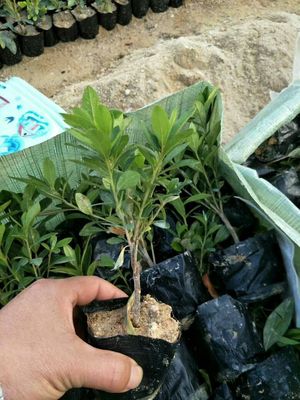 出售杜鹃花苗盆栽 四季毛杜鹃工程绿化苗木杜鹃花袋苗