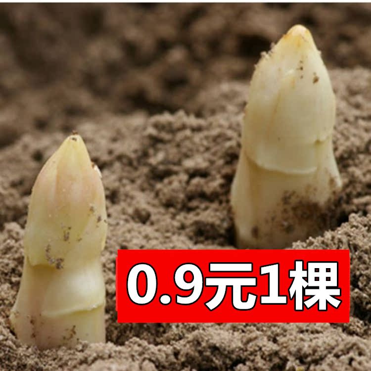 紫芦笋苗3年绿色四季栽植多年生绿植阳台盆栽花卉苗木蔬菜苗包邮在类目 鲜花速递/花卉仿真/绿植园艺, 花卉/绿植盆栽(新), 绿植中 - 来自Buy2taobao.com提供专业的淘宝代购服务