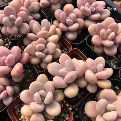 桃蛋多肉组合新品小老桩超实惠全状态果冻色多肉DUODUOPlant
