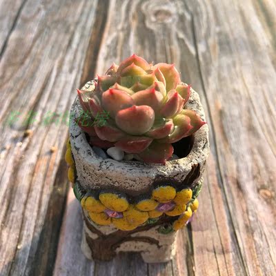 酸橙辣椒多肉植物肉肉促销满包邮DUODUOplant