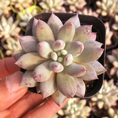 所罗门多肉植物花卉绿植组合盆栽促销爆款满包邮多多花房