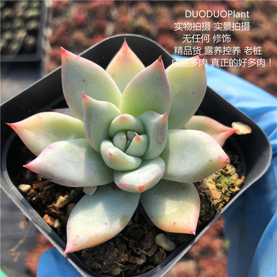 野生卡罗拉野卡多肉植物超萌多肉花卉组合盆栽 DUODUOPlant