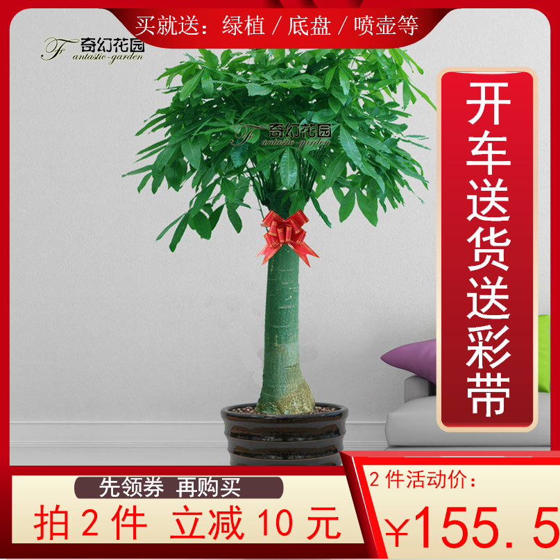 Qingdao Jinan Xi'an Same city Pachira Potted plant The opening Housewarming flowers and plants Office a living room Botany giftin the Flower delivery/Flowers simulation/Plants gardening , Flowers/Potted plants (New) , Plants category - from Buy2taobao.com to provide professional Taobao agent buy service