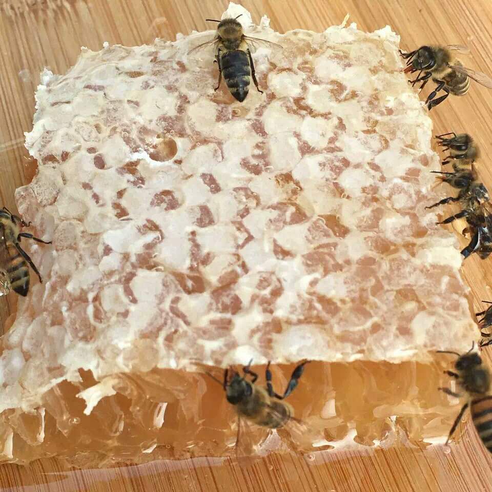 巢蜜蜂巢蜜嚼着吃的蜂蜜纯正天然农家的自产野生峰巢500g包邮在类目 传统滋补营养品, 蜂蜜中 - 来自Buy2taobao.com提供专业的淘宝代购服务