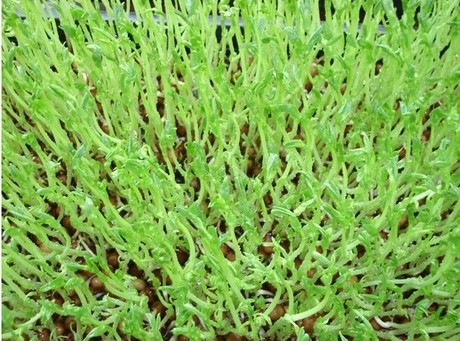 无土栽培有机豌豆苗 整板现割 豌豆芽 上汤豆苗