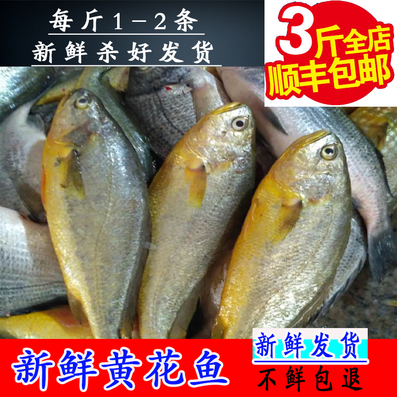 Deep sea fresh Yellow croaker Cucumber fish 500g fresh Seafood Fish cucumber Head Fish Garlicin the Aquatic meat/Fresh fruits and vegetables/Cooked , Seafood/Aquatic/Product , Fish products , Dried fish category - from Buy2taobao.com to provide professional Taobao agent buy service