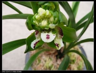 【4苗包邮】 最香的兰花苗 特价!春兰新品牡丹(九仙牡丹)