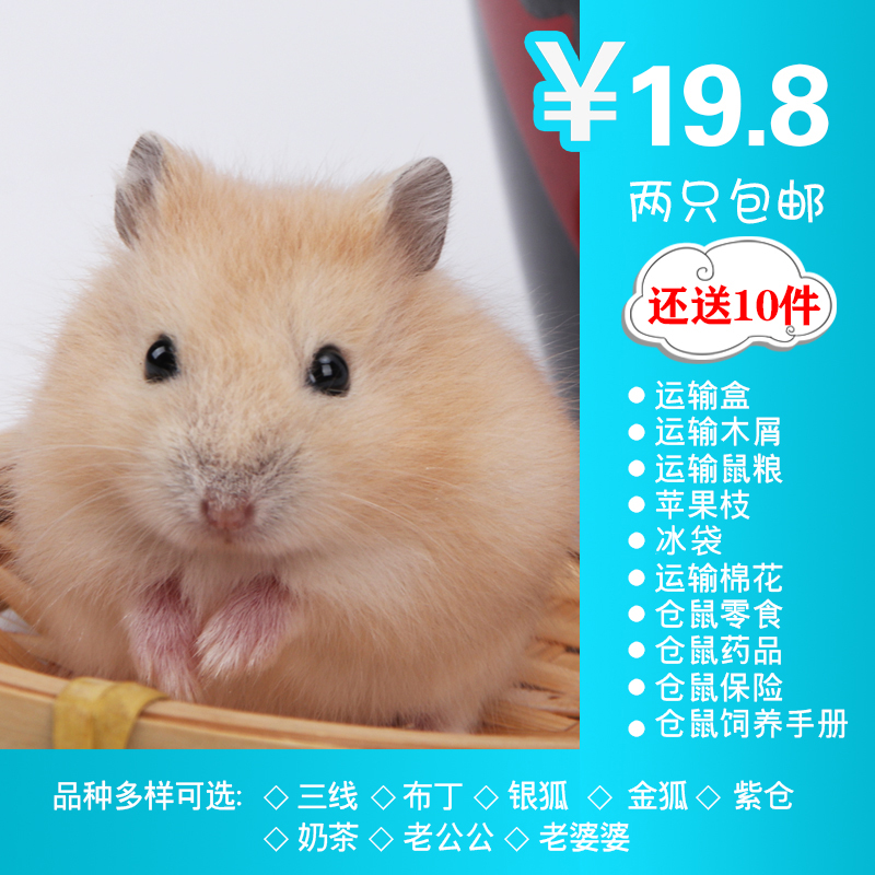 倉鼠活物活體布丁銀狐紫倉三線家養可愛鼠寶寶寵物鼠倉鼠好養包郵在類目 寵物/寵物食品及用品, 倉鼠類及其它小寵, 倉鼠中 - 來自Buy2taobao.com提供專業的淘寶代購服務