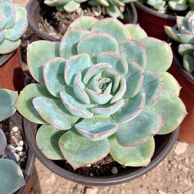 进口晨露10cm大尺寸母本2颗9.9元包邮多肉植物肉肉多浆植物萌肉