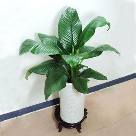 绿巨人一帆风顺万年青开花水培水生盆栽花卉植