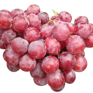  新鲜水果美国原装进口红提红玫瑰提子进口葡萄2斤装限江浙沪包邮