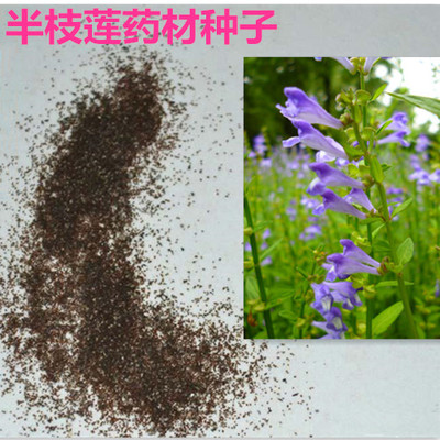 药材半枝莲种子 赶山鞭 并头草 牙刷草 狭叶韩信草 瘦黄芩 包邮在类目 办公设备/耗材/相关服务, 包装设备/标牌及耗材, 包裹袋/编织袋中 - 来自Buy2taobao.com提供专业的淘宝代购服务