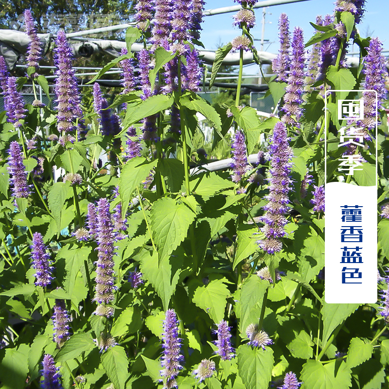 藿香正气草种子 具薄荷香味 药材种子 猫把蒿种子 野菜种子在类目 办公设备/耗材/相关服务, 包装设备/标牌及耗材, 包裹袋/编织袋中 - 来自Buy2taobao.com提供专业的淘宝代购服务