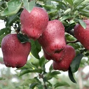 蛇果批发专卖店,红蛇果的图片,蛇果多少钱一斤