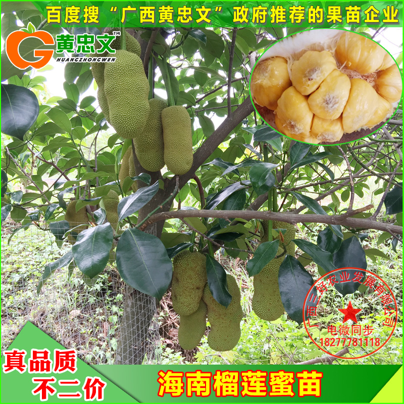 Hainan Durian jackfruit Durian Sapling family Potted plant With Ye Zifain the Flower delivery/Flowers simulation/Plants gardening , Garden Plants/Trees/Fruit tree, Fruit tree category - from Buy2taobao.com to provide professional Taobao agent buy service