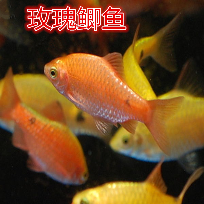 耐寒容易观赏鱼黄金元宝淡水小型鱼玫瑰鲫鱼练手鱼草缸鱼包活包邮|ruв категории животное/Животное питание и принадлежностей, аквариум мира, рыба - от Buy2taobao.com для оказания профессиональной услуги покупки агента Taobao