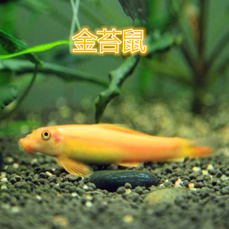 清洁鱼金苔鼠鱼活体吃鱼屎除藻鱼热带清道夫工具鱼垃圾鱼小型鱼|ruв категории животное/Животное питание и принадлежностей, аквариум мира, рыба - от Buy2taobao.com для оказания профессиональной услуги покупки агента Taobao