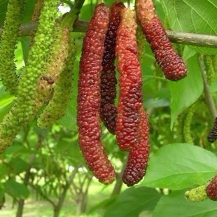 正宗长桑果树苗 桑树苗 台湾长桑果树苗 盆栽树