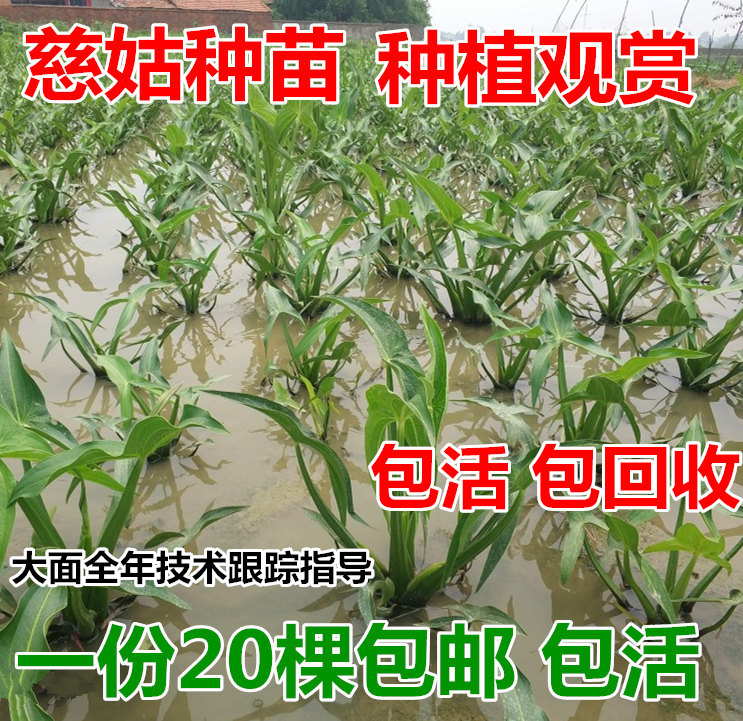 湖北水生植物慈姑苗 水生花卉茨菇种苗种苗 茨菇慈菇包邮 量大优在类目 水产肉类/新鲜蔬果/熟食, 新鲜蔬菜/蔬菜制品, 新鲜蔬菜, 其它中 - 来自Buy2taobao.com提供专业的淘宝代购服务