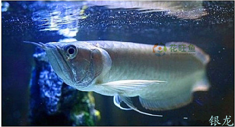龙鱼观赏鱼 热带鱼银龙 青龙鱼 银龙鱼活体 大型