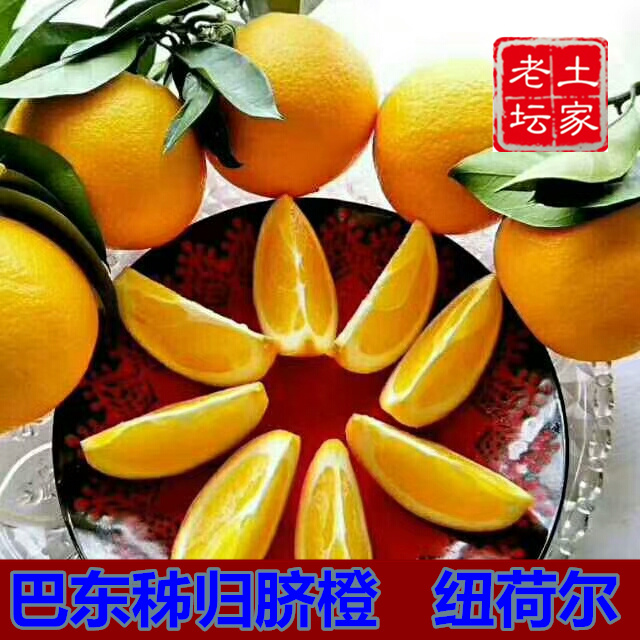 伦晚龙晚纽荷尔长虹血橙橙子 巴东秭归 現摘新鲜水果PK赣南脐橙在类目 水产肉类/新鲜蔬果/熟食, 新鲜水果, 橙中 - 来自Buy2taobao.com提供专业的淘宝代购服务