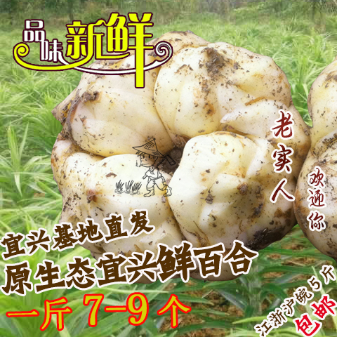2018宜兴新鲜百合/宜兴特产/1斤7-9个/5斤包邮/非兰州龙山百合在类目 粮油米面/南北干货/调味品, 南北干货/肉类干货, 干货/土特产, 百合干中 - 来自Buy2taobao.com提供专业的淘宝代购服务