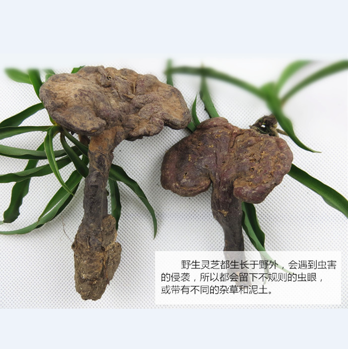 Ganoderma lucidum Mountains Pure natural wild Ganoderma Wild Ganoderma 500g Pound loadedin the Traditional nourishing food , Ganoderma , Pruning Ganoderma category - from Buy2taobao.com to provide professional Taobao agent buy service