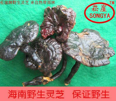 松崖海南五指山瓊中靈芝純野生天然黑靈芝紫靈芝整枝50g可切片在類目 傳統滋補營養品, 靈芝, 整枝靈芝中 - 來自Buy2taobao.com提供專業的淘寶代購服務