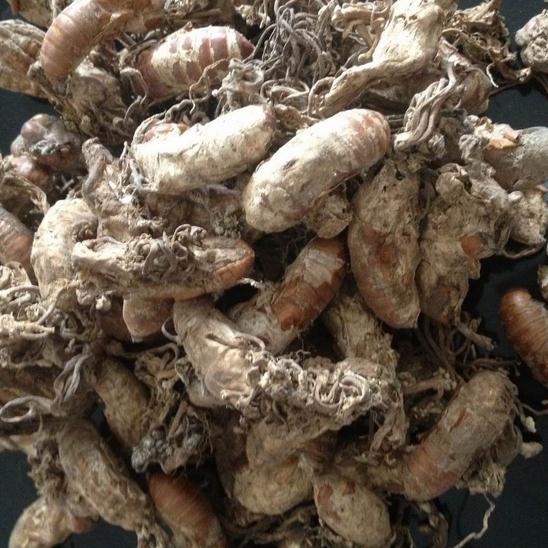 金蟬花 250g克90元包郵 中藥材供應 知了花 土蟬花 蟬蛹草 蟲花在類目 傳統滋補營養品, 其他傳統滋補品, 金蟬花中 - 來自Buy2taobao.com提供專業的淘寶代購服務