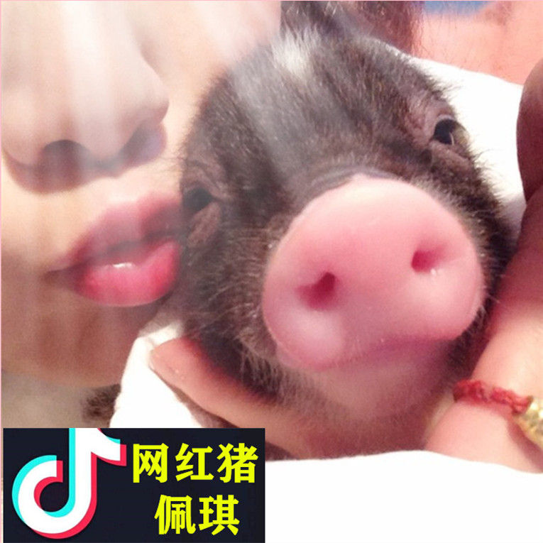Thoroughbred Thailand Little pigs Not very lovely Mini-pigs living thing Pet Pig Guinea pigs Star George Boarin the Pet/Pet food and supplies , Class pet hamsters and other small , Pigs category - from Buy2taobao.com to provide professional Taobao agent buy service