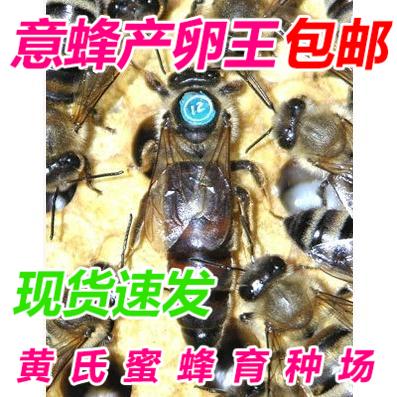 The Carpathians queen bee Wang bee species New spawn King Bees breed queen bees Spawning living thing queen beein the Pet/Pet food and supplies , Other pets , Other pets category - from Buy2taobao.com to provide professional Taobao agent buy service