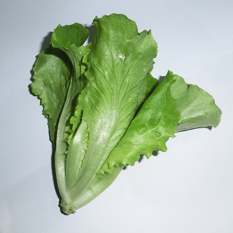 Farm planting Fresh vegetables Open season Lettuce 5 pounds 500g/ Sharein the Agri rice/Dried foods/Condiment , Meter/Flour/Grains , Other food category - from Buy2taobao.com to provide professional Taobao agent buy service