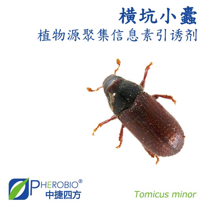 中捷四方横坑小蠹信息素引诱剂信息素在类目 鲜花速递/花卉仿真/绿植园艺, 园艺用品, 其它园艺用品中 - 来自Buy2taobao.com提供专业的淘宝代购服务