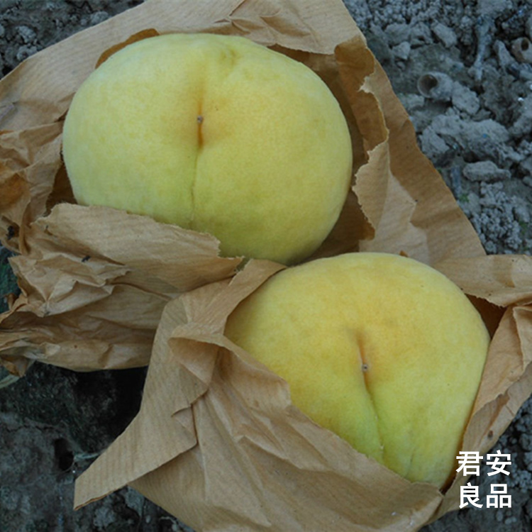 【预2019年8月】上海特产正宗奉贤光明锦绣黄桃 6两12个每盒现采在类目 水产肉类/新鲜蔬果/熟食, 新鲜水果, 桃中 - 来自Buy2taobao.com提供专业的淘宝代购服务